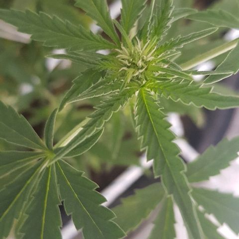 Pequeña Gran Marley growlog timeline photo