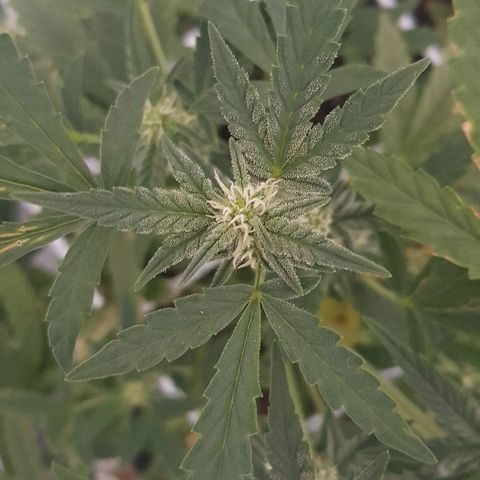Pequeña Gran Marley growlog timeline photo