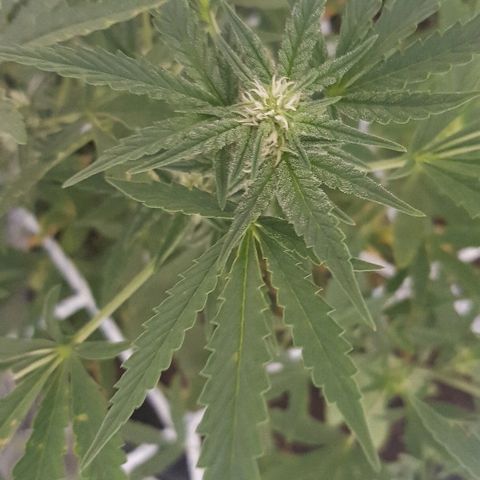 Pequeña Gran Marley growlog timeline photo