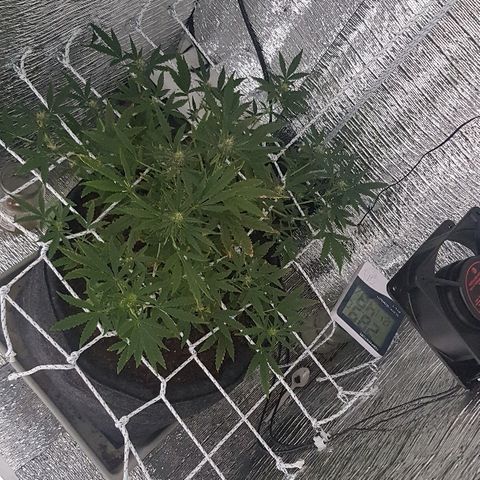 Pequeña Gran Marley growlog timeline photo