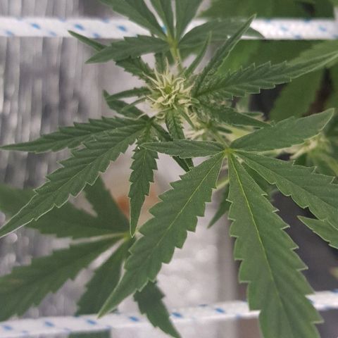 Pequeña Gran Marley growlog timeline photo