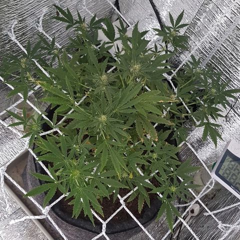 Pequeña Gran Marley growlog timeline photo