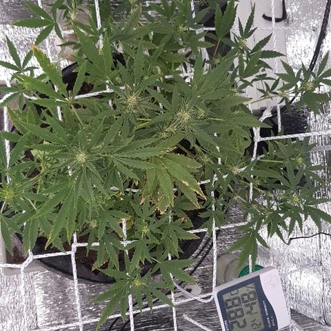 Pequeña Gran Marley growlog timeline photo