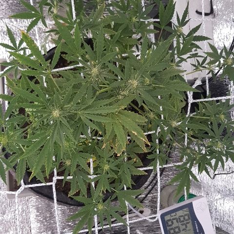 Pequeña Gran Marley growlog timeline photo