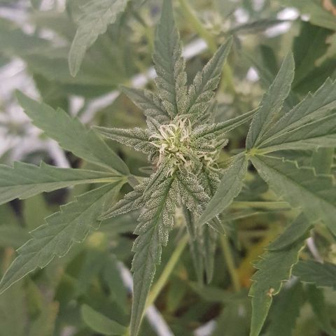 Pequeña Gran Marley growlog timeline photo