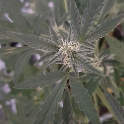 Pequeña Gran Marley growlog timeline photo
