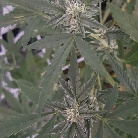 Pequeña Gran Marley growlog timeline photo