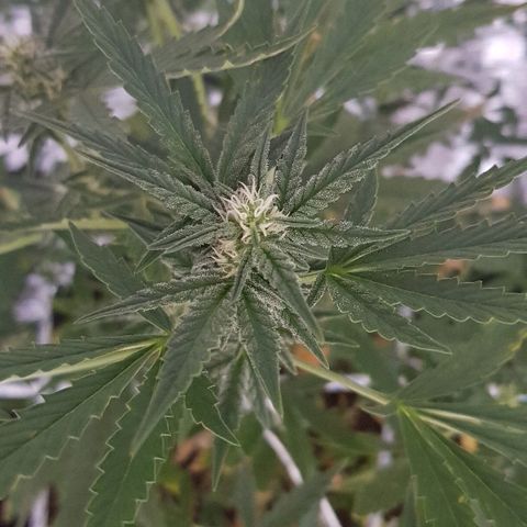 Pequeña Gran Marley growlog timeline photo