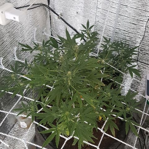 Pequeña Gran Marley growlog timeline photo