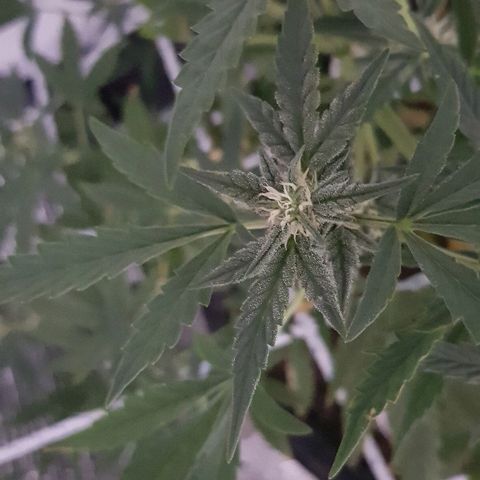 Pequeña Gran Marley growlog timeline photo