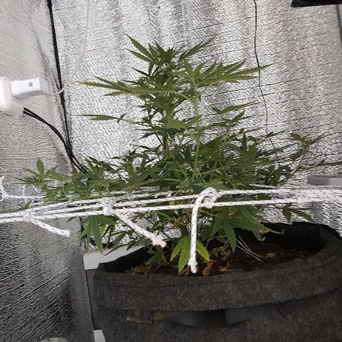 Pequeña Gran Marley growlog timeline photo