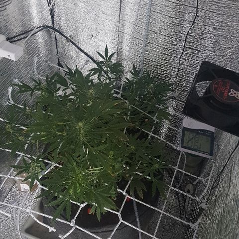 Pequeña Gran Marley growlog timeline photo