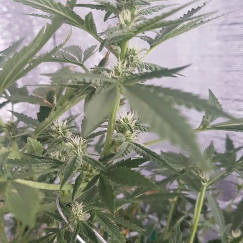 Pequeña Gran Marley growlog timeline photo