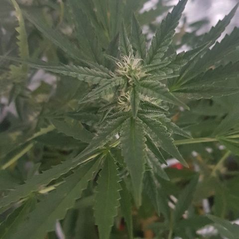 Pequeña Gran Marley growlog timeline photo