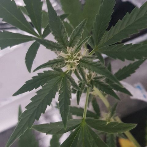 Pequeña Gran Marley growlog timeline photo