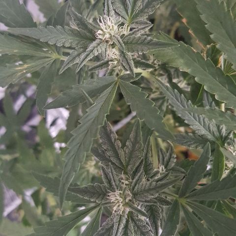 Pequeña Gran Marley growlog timeline photo