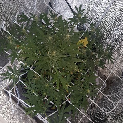 Pequeña Gran Marley growlog timeline photo