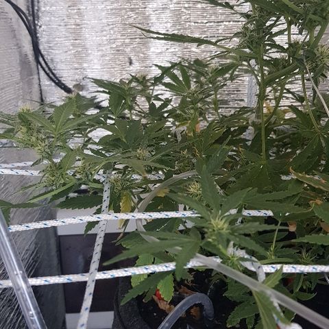 Pequeña Gran Marley growlog timeline photo