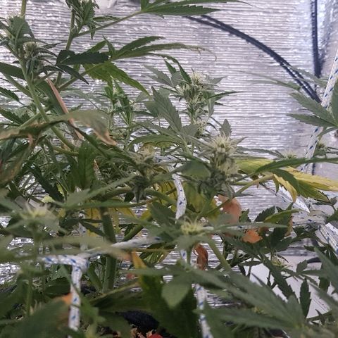 Pequeña Gran Marley growlog timeline photo