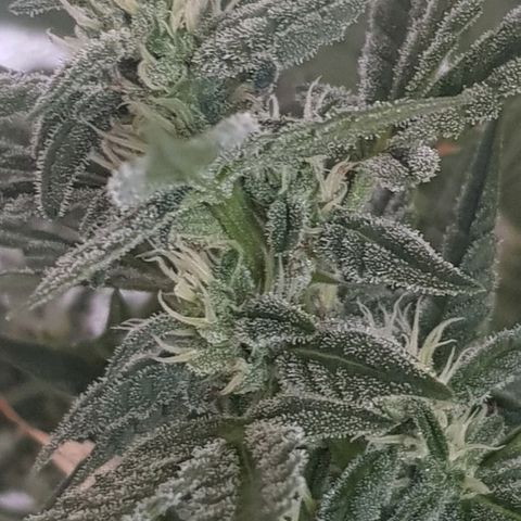 Pequeña Gran Marley growlog timeline photo