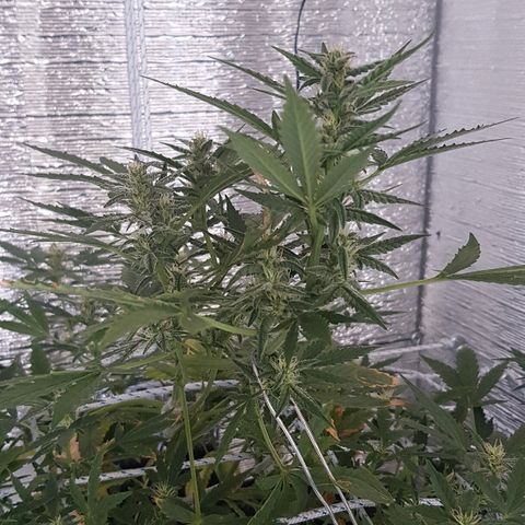 Pequeña Gran Marley growlog timeline photo