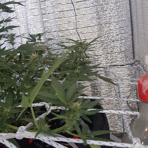 Pequeña Gran Marley growlog timeline photo