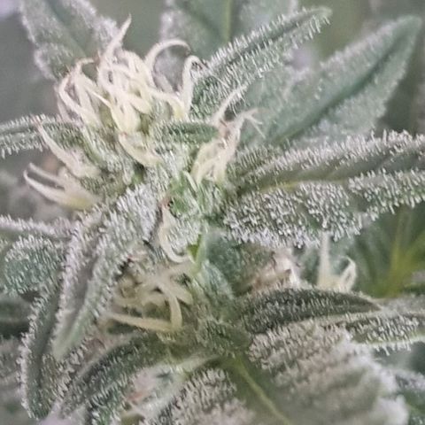 Pequeña Gran Marley growlog timeline photo