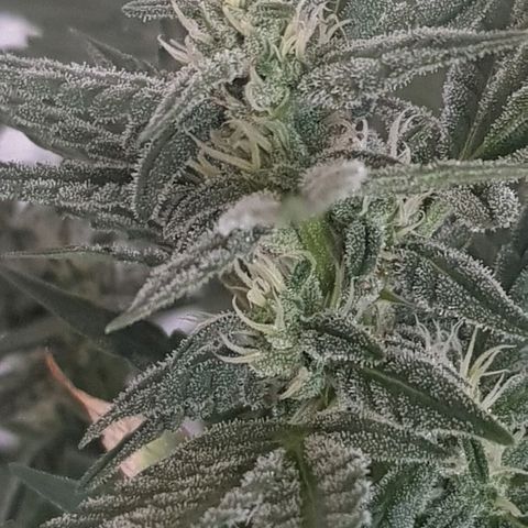 Pequeña Gran Marley growlog timeline photo