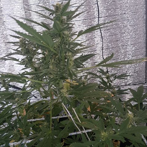 Pequeña Gran Marley growlog timeline photo