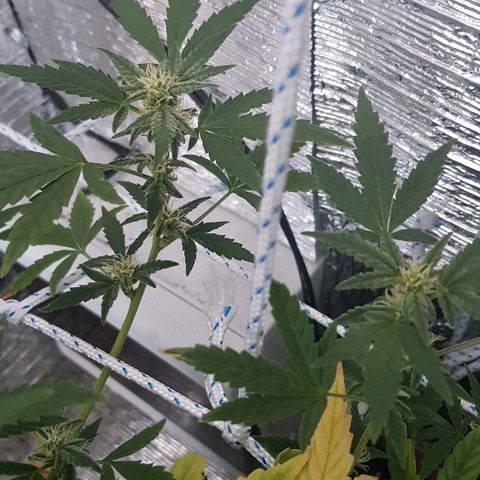 Pequeña Gran Marley growlog timeline photo