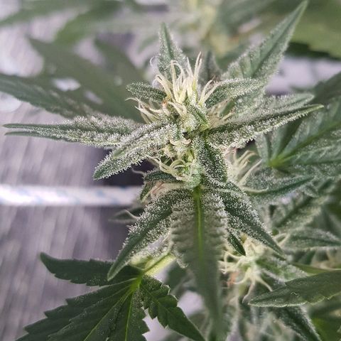 Pequeña Gran Marley growlog timeline photo