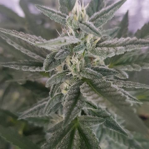 Pequeña Gran Marley growlog timeline photo