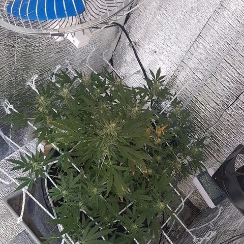 Pequeña Gran Marley growlog timeline photo