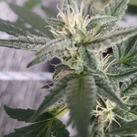 Pequeña Gran Marley growlog timeline photo
