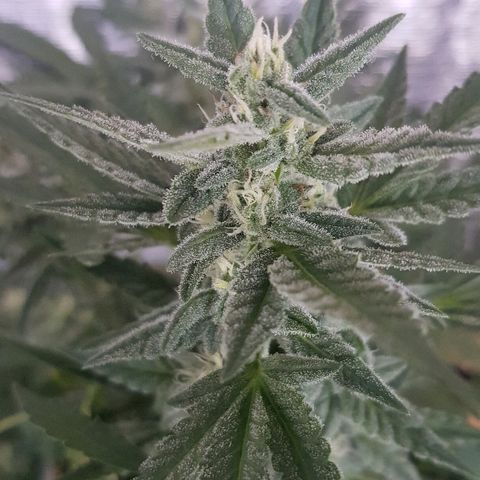 Pequeña Gran Marley growlog timeline photo