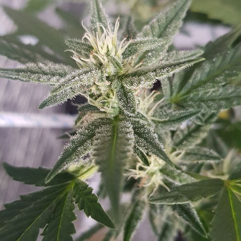 Pequeña Gran Marley growlog timeline photo