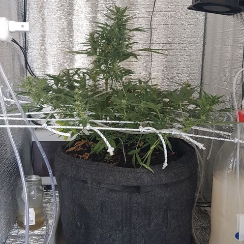 Pequeña Gran Marley growlog timeline photo