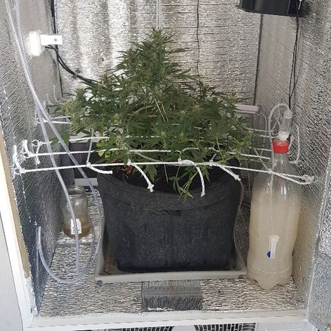 Pequeña Gran Marley growlog timeline photo