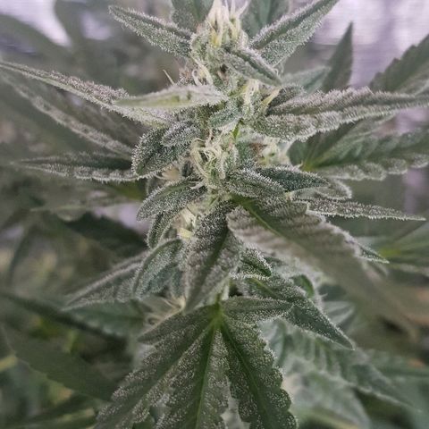 Pequeña Gran Marley growlog timeline photo
