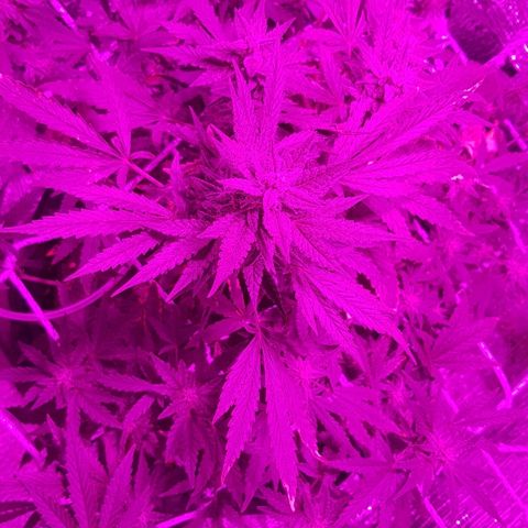 Pequeña Gran Marley growlog timeline photo