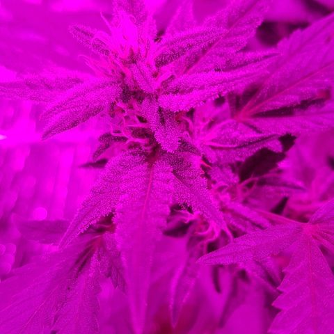 Pequeña Gran Marley growlog timeline photo