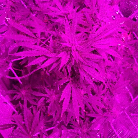 Pequeña Gran Marley growlog timeline photo