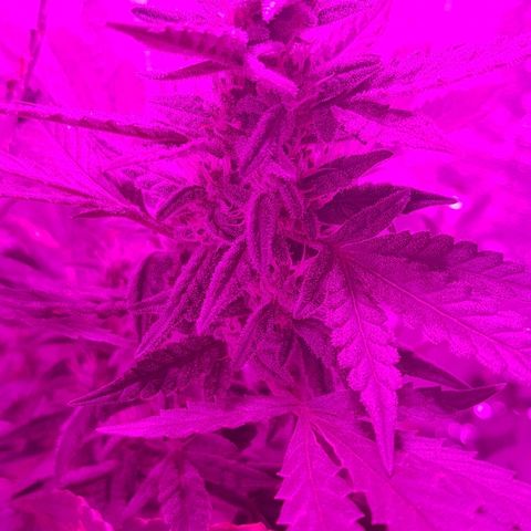 Pequeña Gran Marley growlog timeline photo