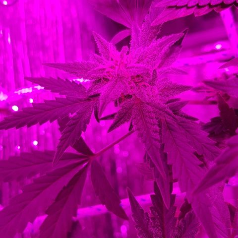 Pequeña Gran Marley growlog timeline photo