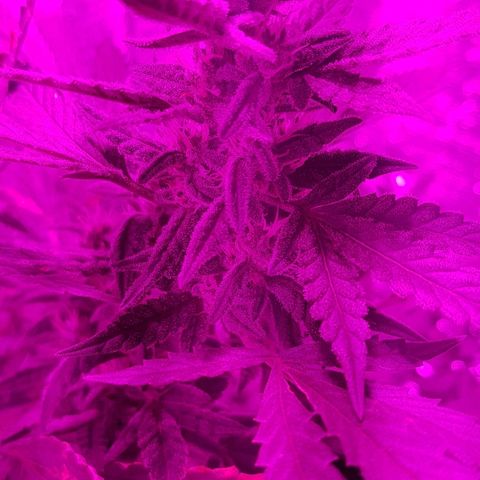Pequeña Gran Marley growlog timeline photo