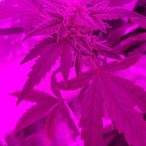 Pequeña Gran Marley growlog timeline photo