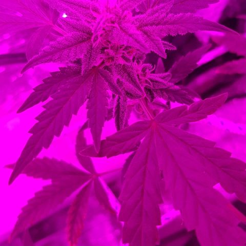 Pequeña Gran Marley growlog timeline photo