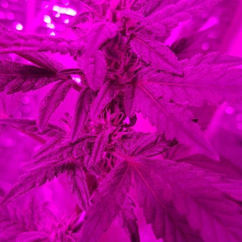 Pequeña Gran Marley growlog timeline photo