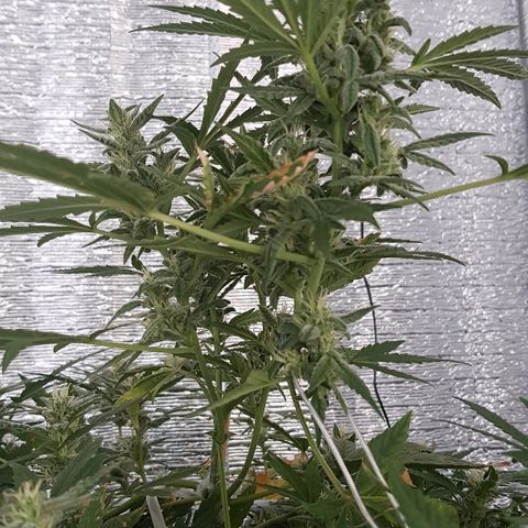 Pequeña Gran Marley growlog timeline photo