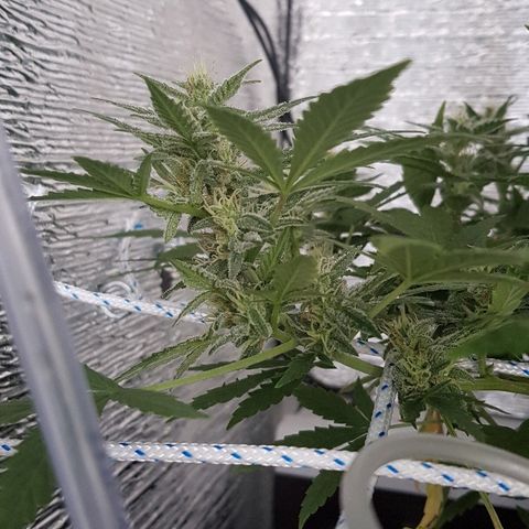 Pequeña Gran Marley growlog timeline photo